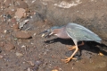 grenada, caribbean, west indie-032